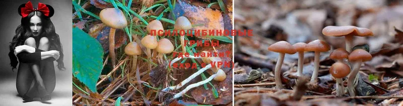 мега как зайти  Ивдель  Галлюциногенные грибы Psilocybe 